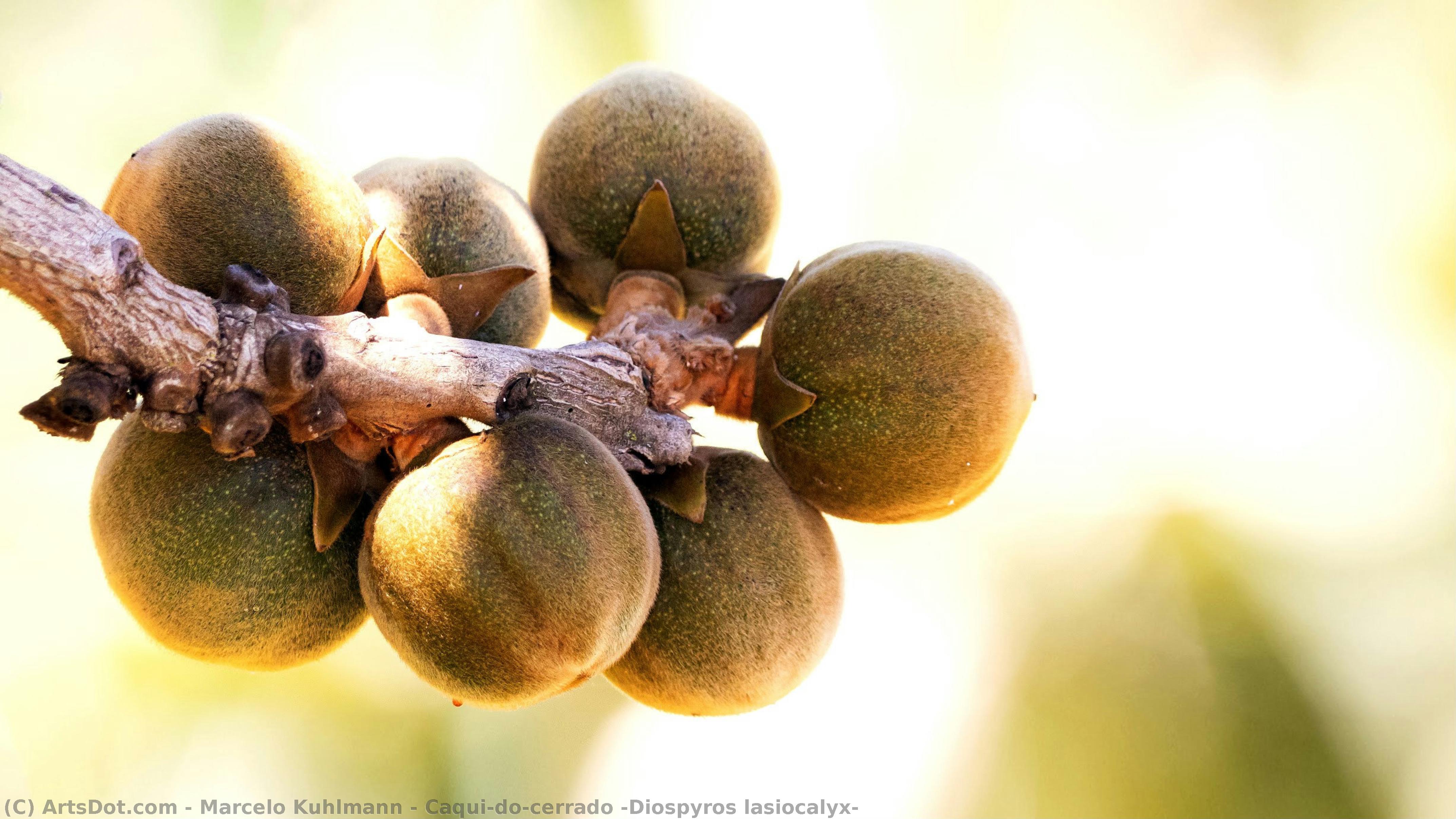 Caqui-do-cerrado (diospyros Lasiocalyx) — Marcelo Kuhlmann