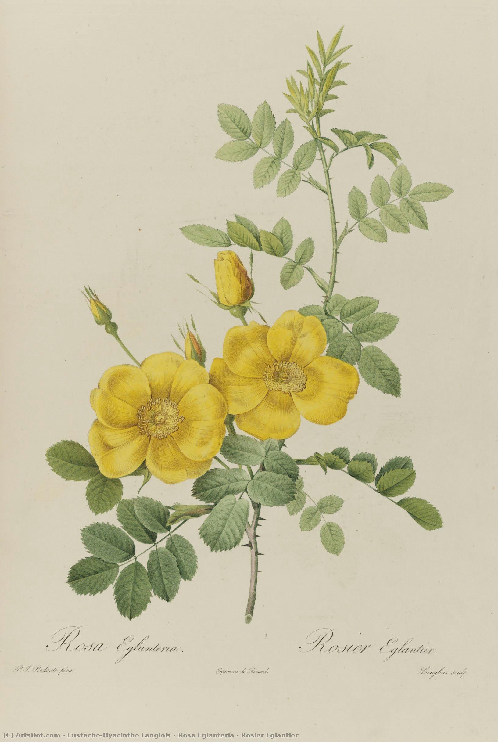 Rosa Eglanteria | Rosier Eglantier — Eustache-hyacinthe Langlois