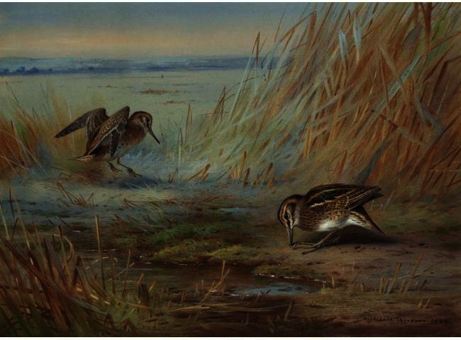 Common Snipe On Marshland — Archibald Thorburn