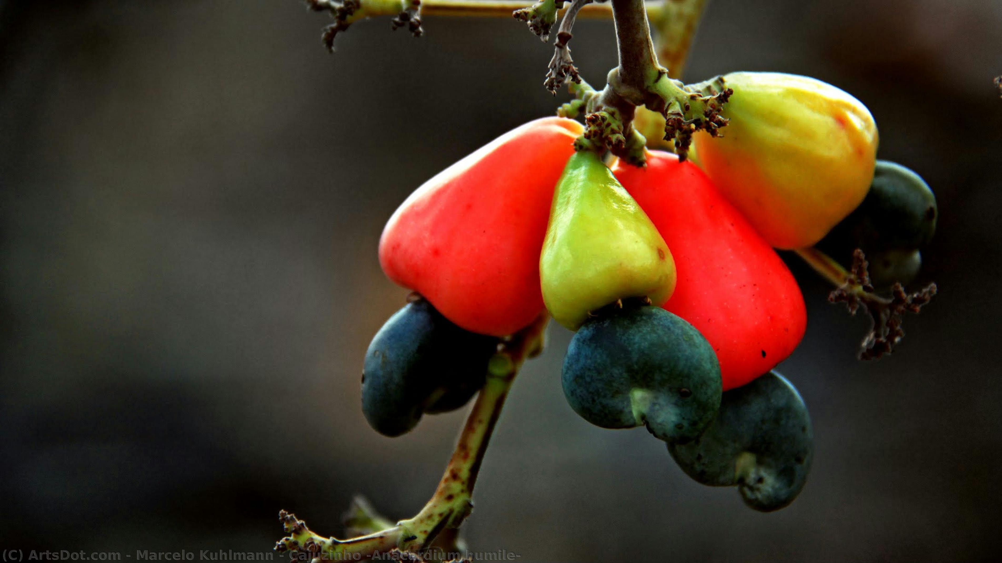 Cajuzinho (anacardium Humile) — Marcelo Kuhlmann