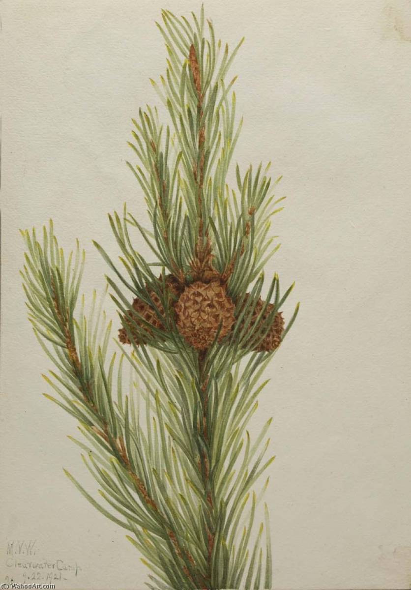 Lodgepole Pine (pinus Contorta Murrayana) — Mary Vaux Walcott