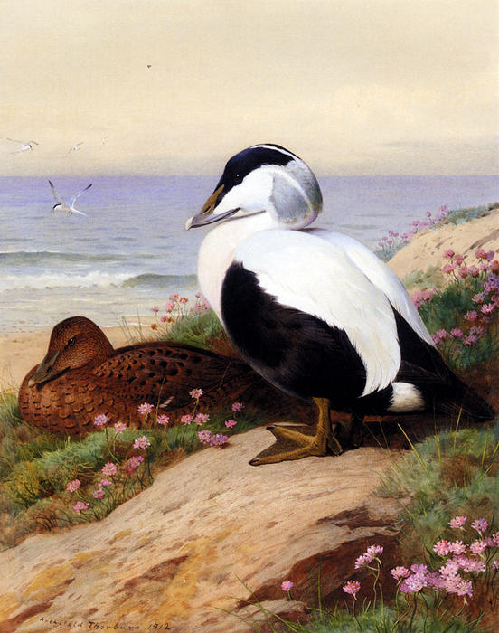 Common Eider Ducks — Арчибалд Торбурн
