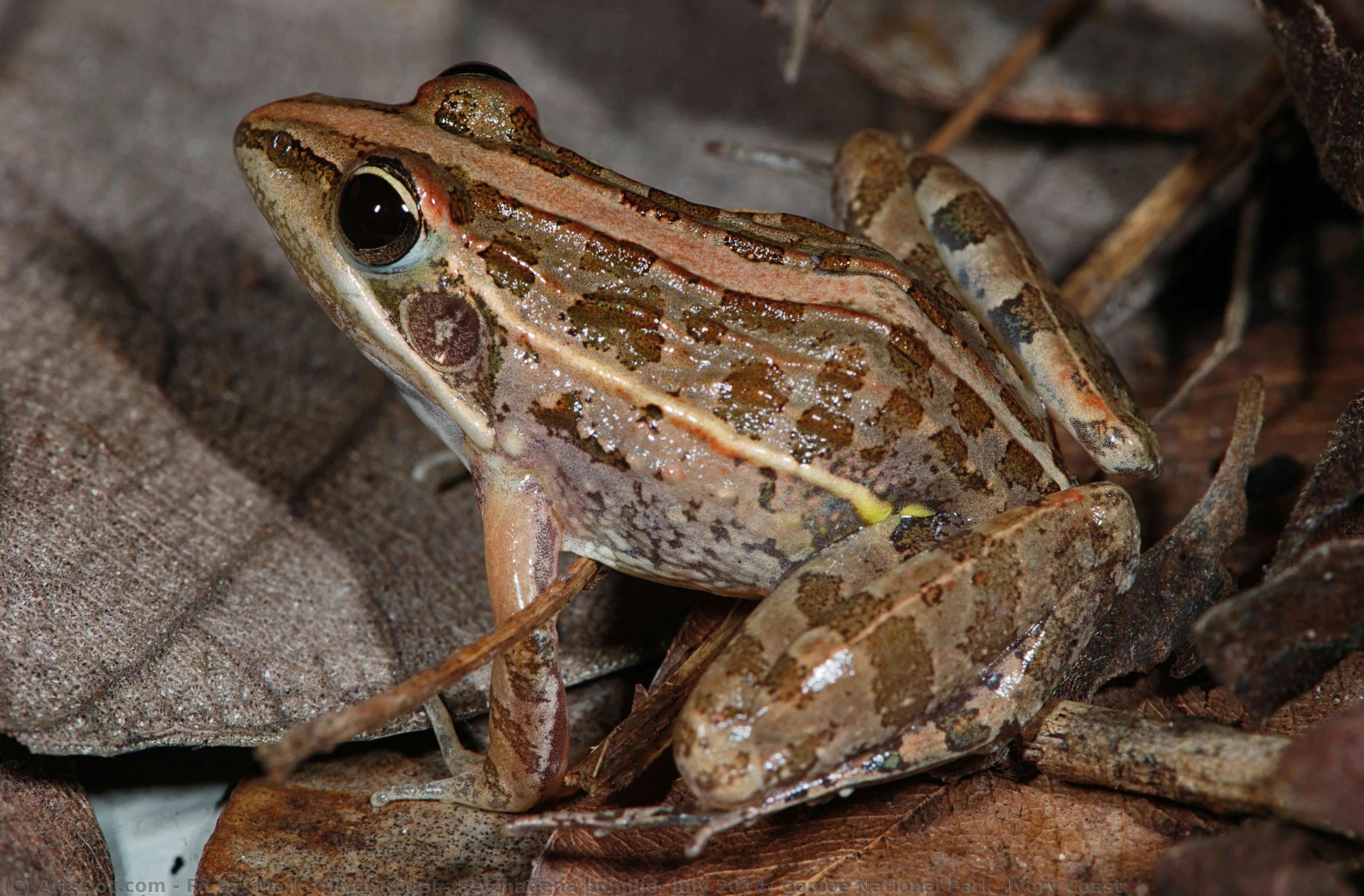 Ptychadena Pumilio, July 2014, Comoé National Park, Ivory Coast — Pd Dr. Mark-oliver Rödel