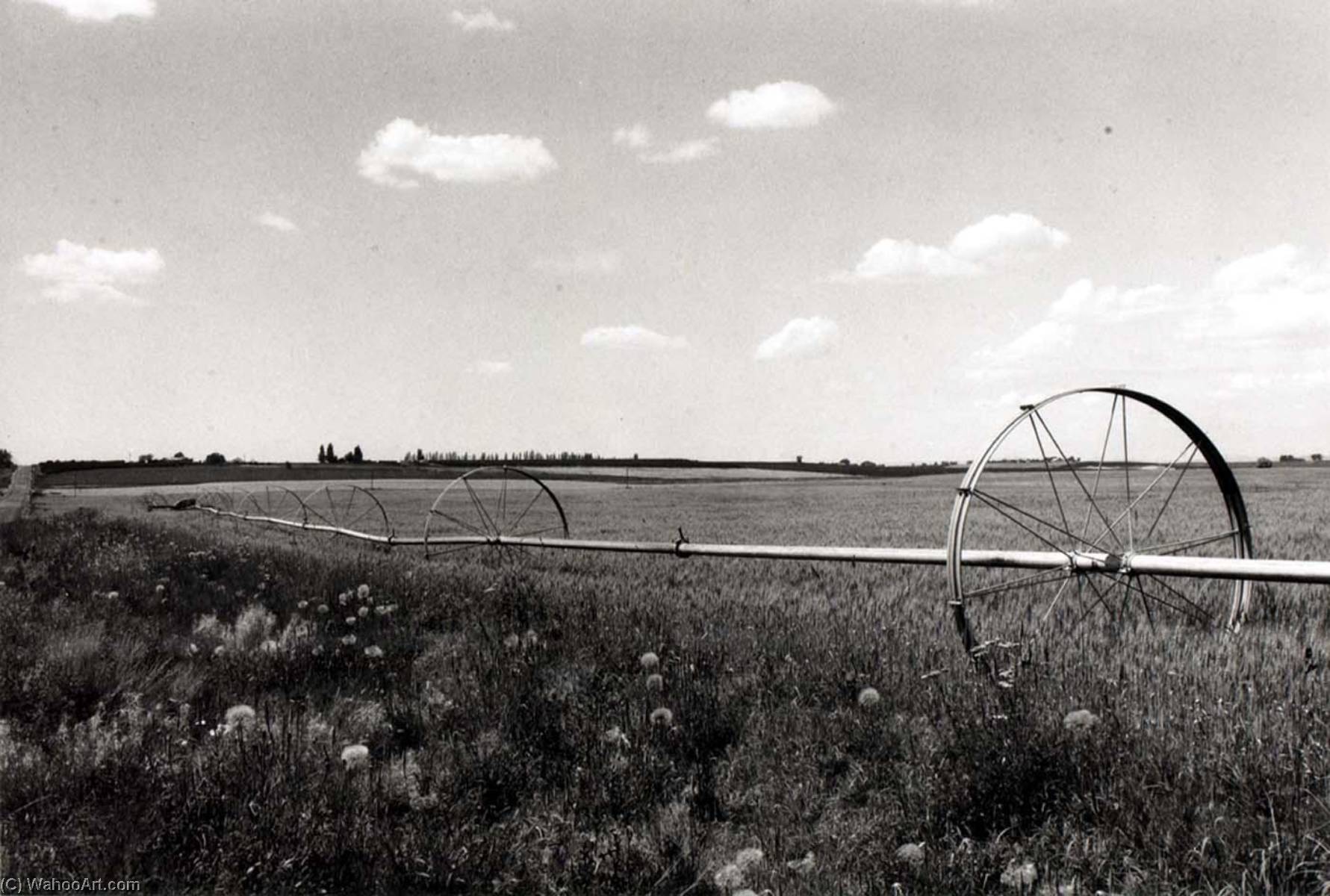 Mesa, Franklin County, Washington, July 14 — Ingeborg Gerdes
