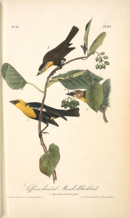 Saffron-headed Marsh-blackbird. 1. Male. 2. Female. 3. Young Male. — John James Audubon