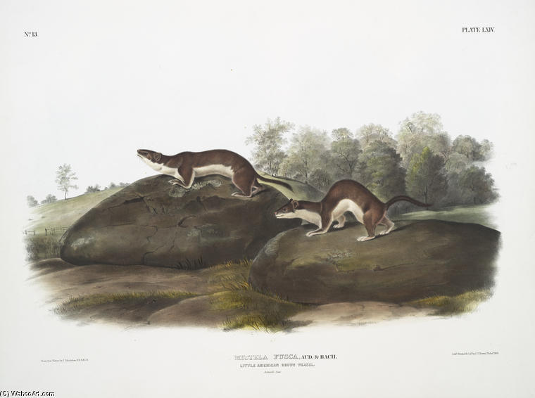 Mustela Fusca , Little American Brown Weasel. Natural Size — John James Audubon