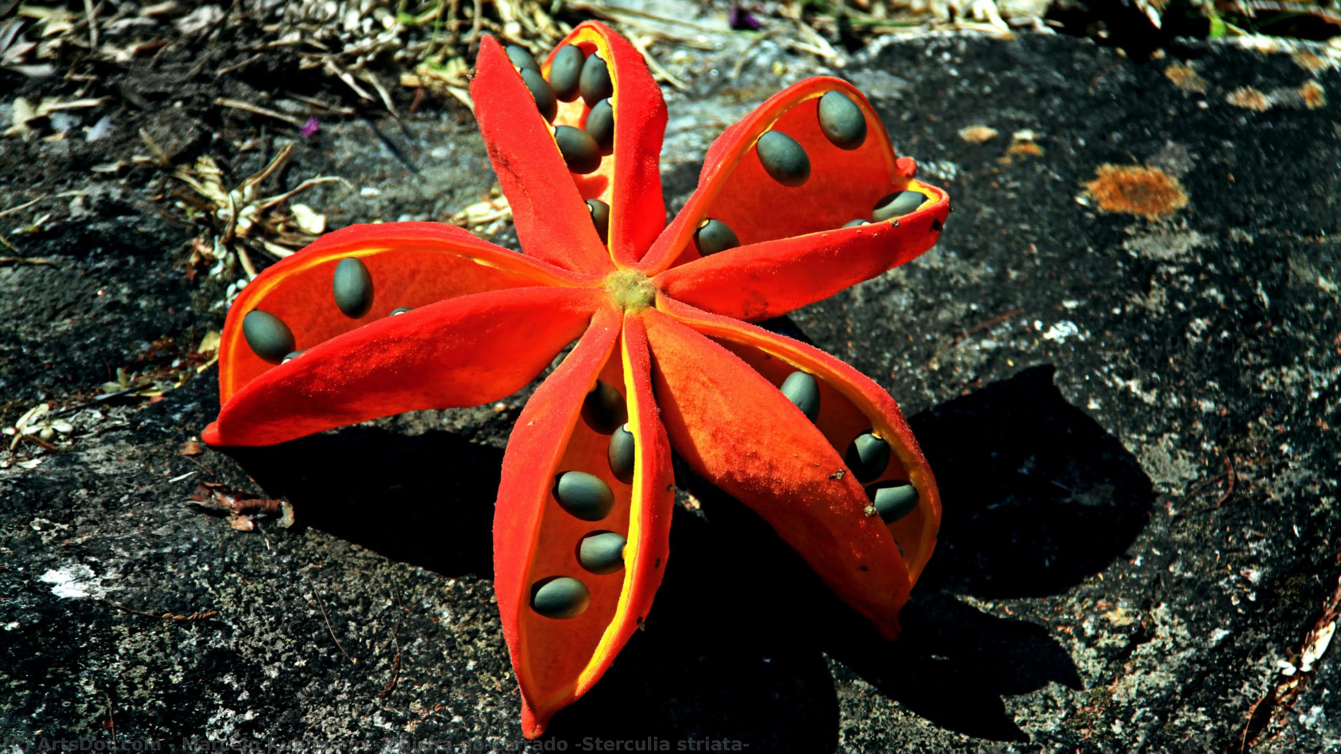 Chichá-do-cerrado (sterculia Striata) — Marcelo Kuhlmann