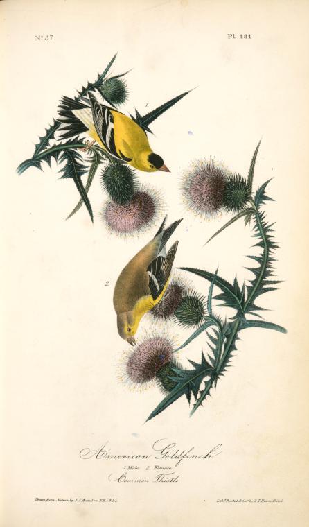 American Goldfinch. 1. Male. 2. Female — John James Audubon