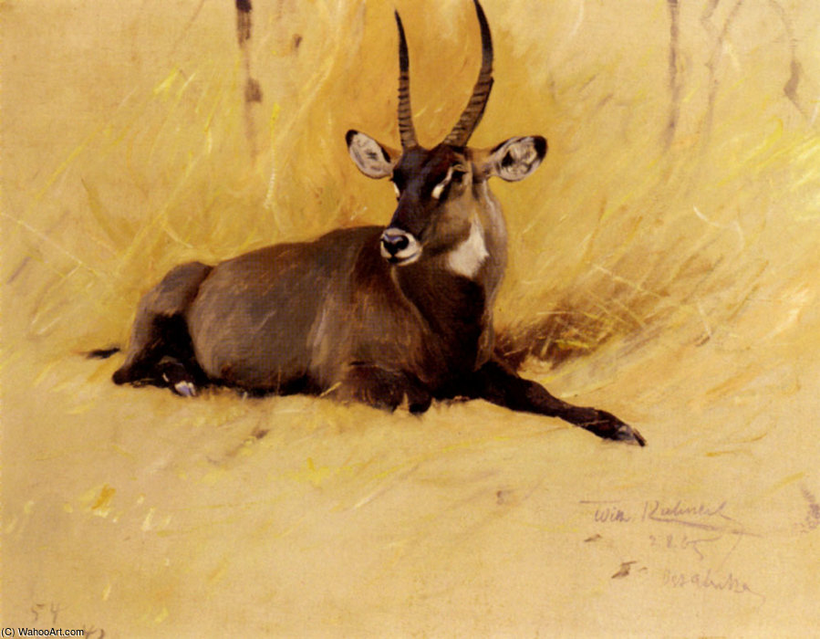 A Common Waterbuck — Fridrih Vilhelm Kunert