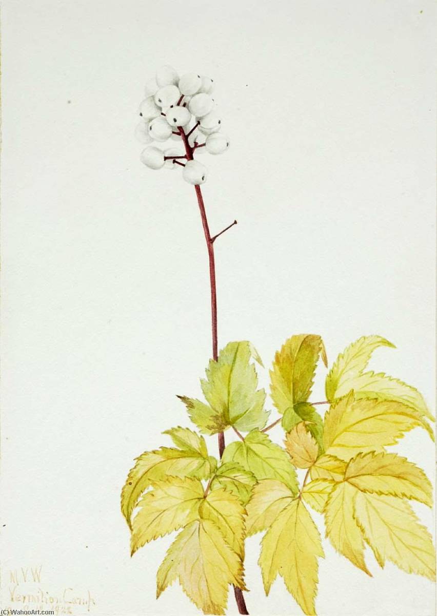 Ivory Baneberry (actaea Arguta) — Mary Vaux Walcott