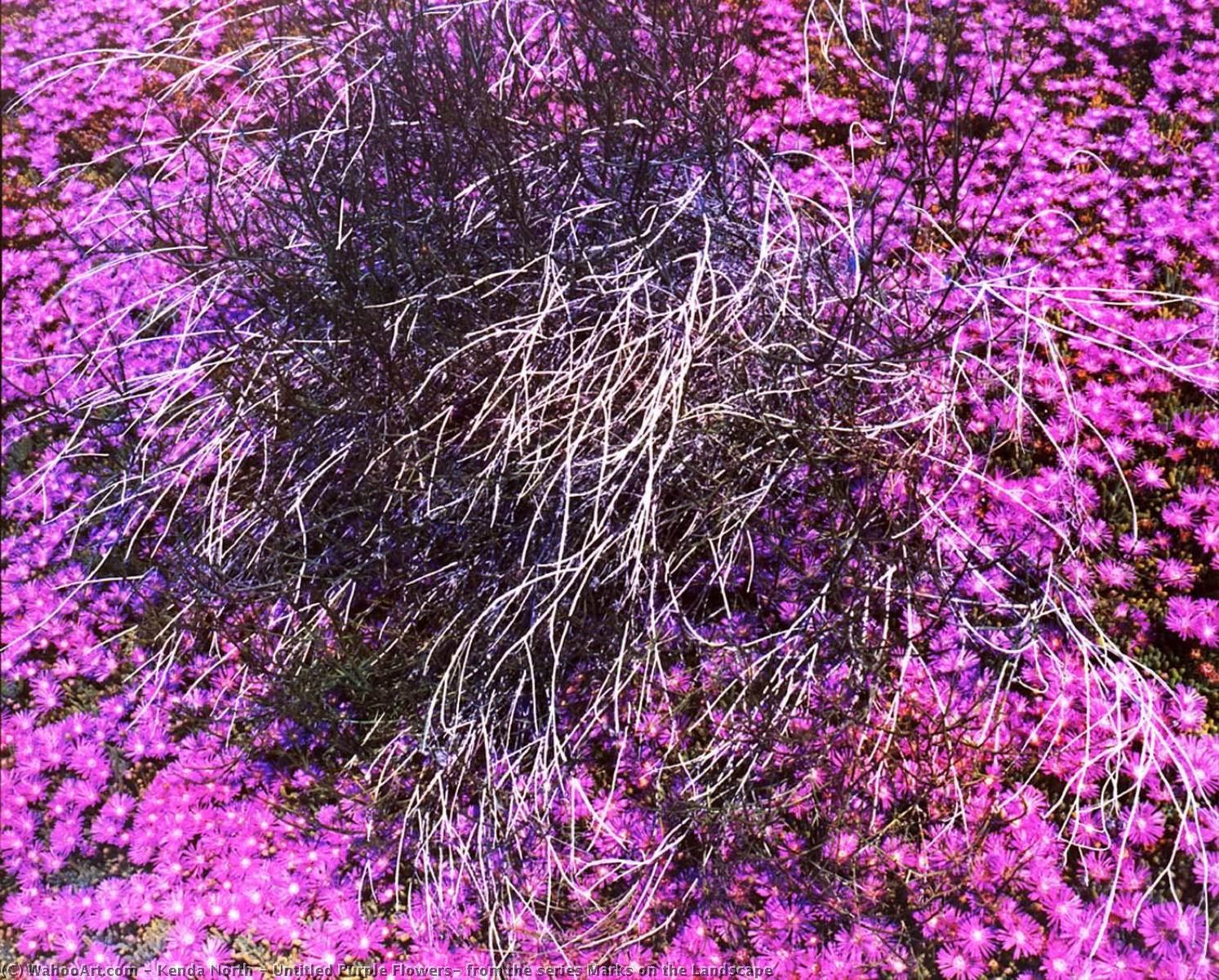 Untitled Purple Flowers, From The Series Marks On The Landscape — Kenda North