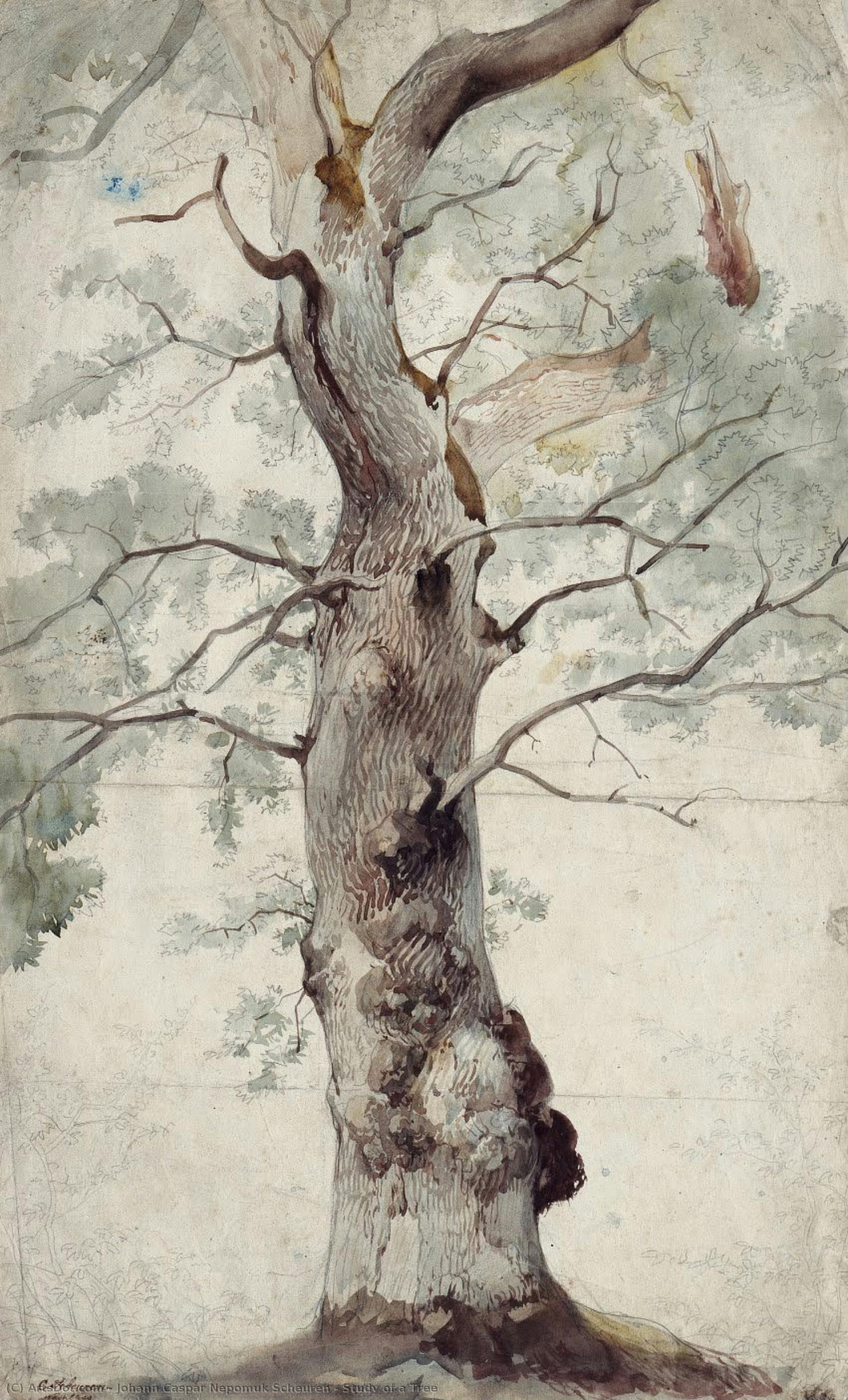 Study Of A Tree — Johann Caspar Nepomuk Scheuren