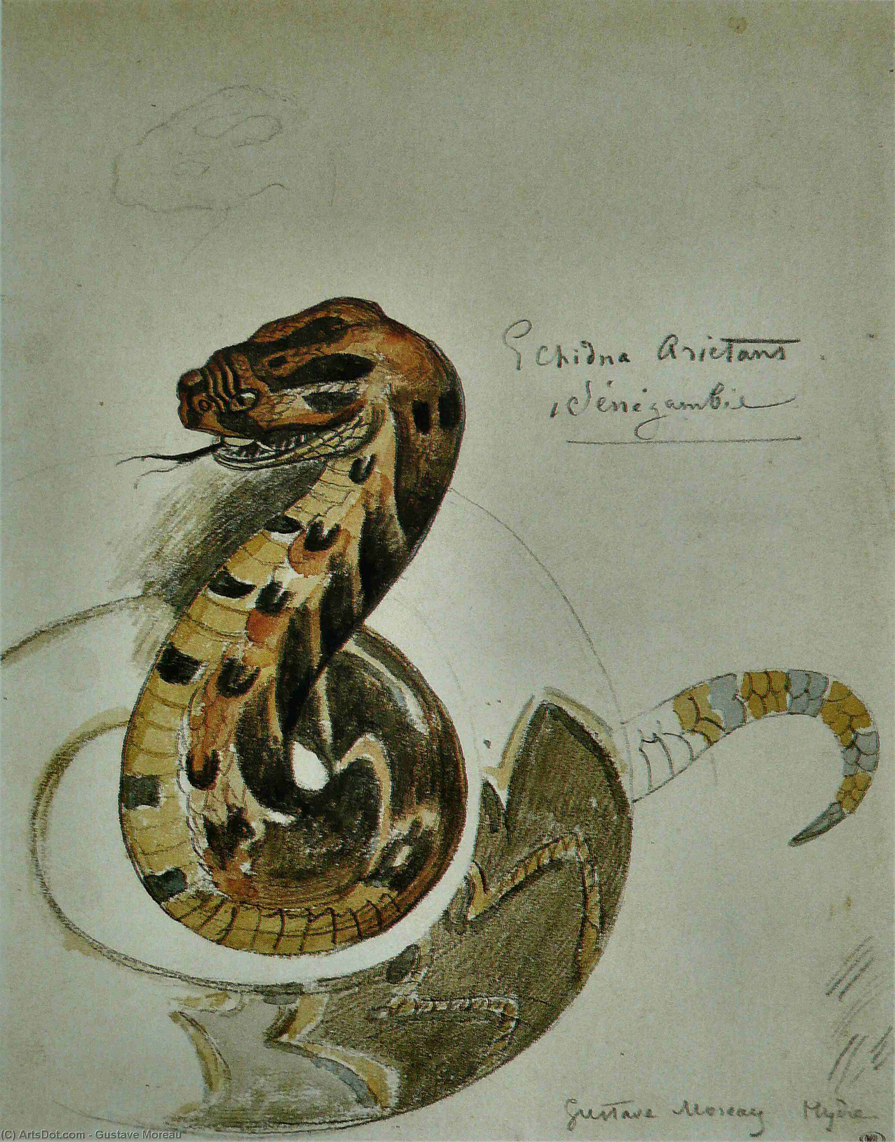 Study Of A Puff Adder — Море