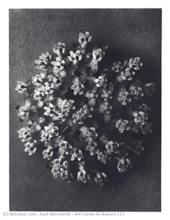 Art Forms In Nature 117 — Karl Blossfeldt