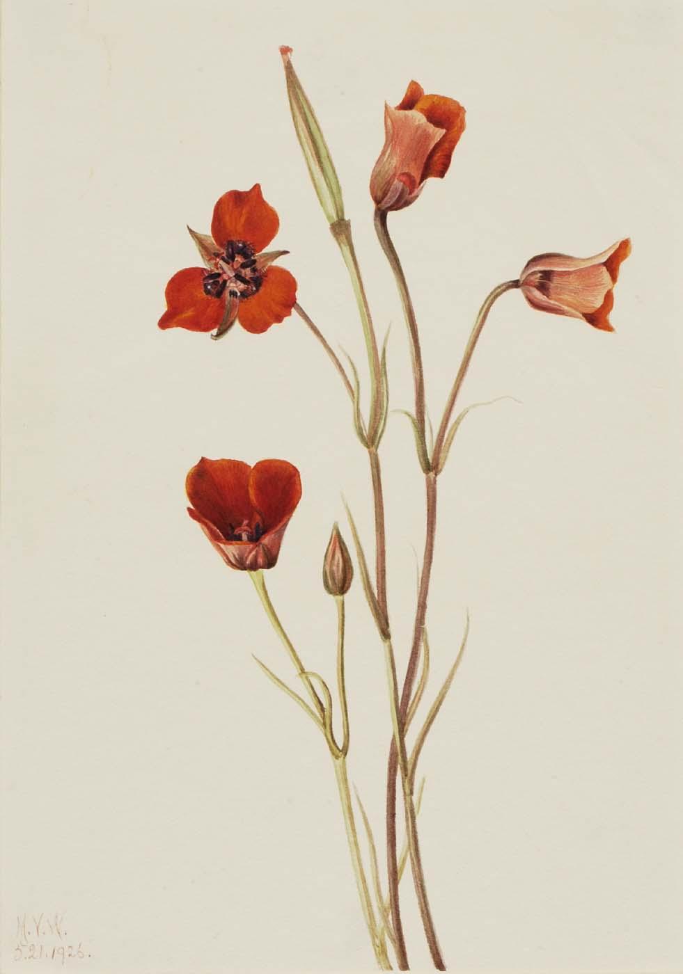 Scarlet Mariposa (calochortus Kennedyi) — メアリー・ヴォー・ウォルコット