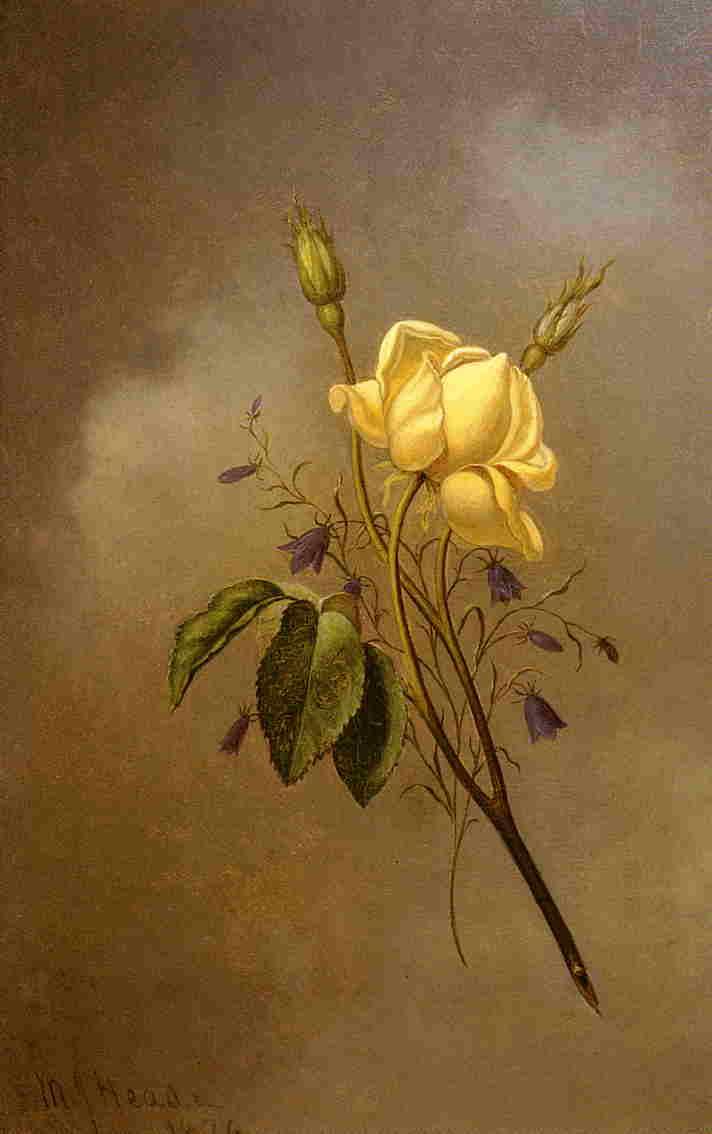 White Rose Against A Cloudy Sky — Martin Johnson Heade