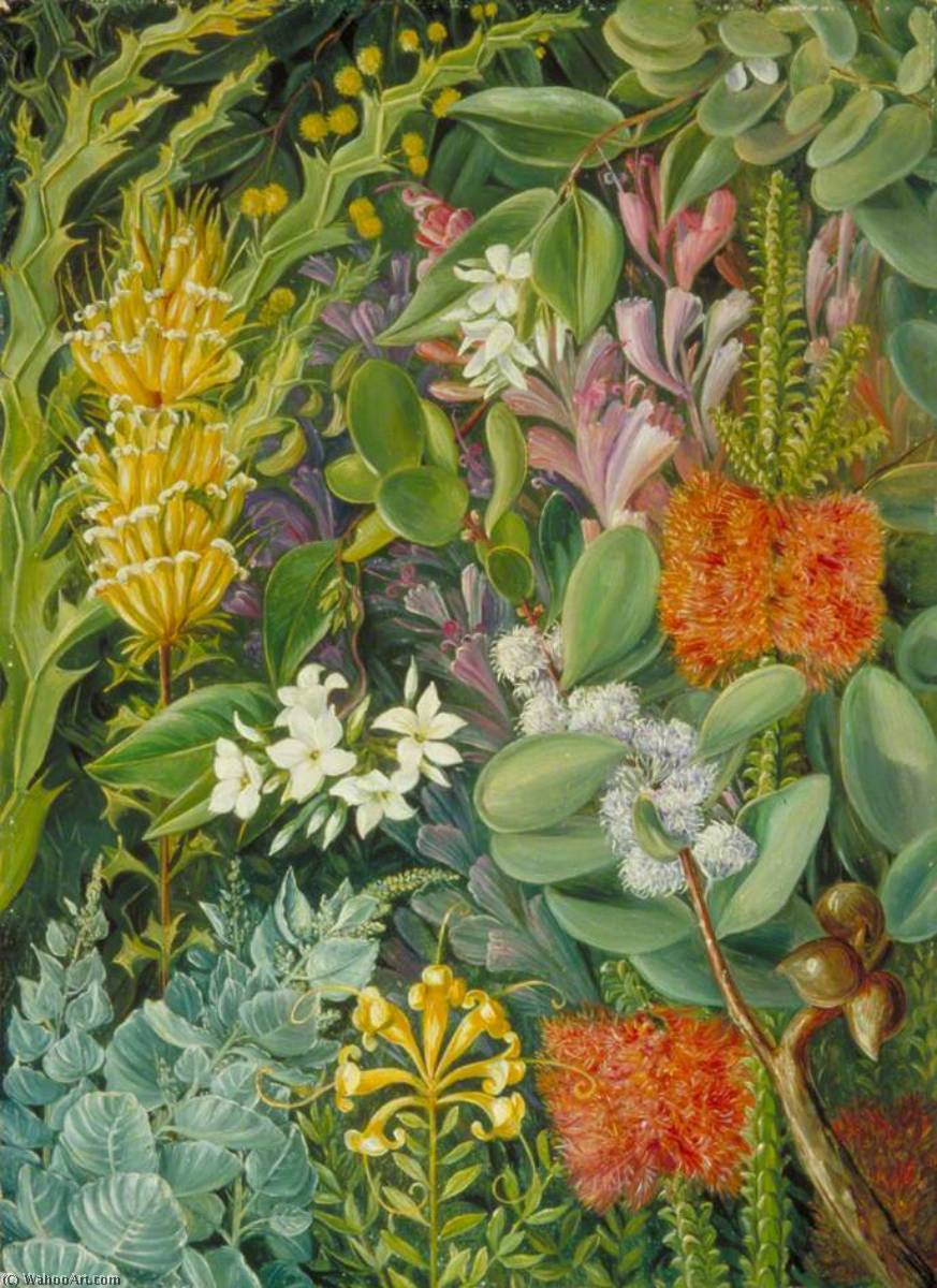 A Selection Of West Australian Flowers — Marianne North