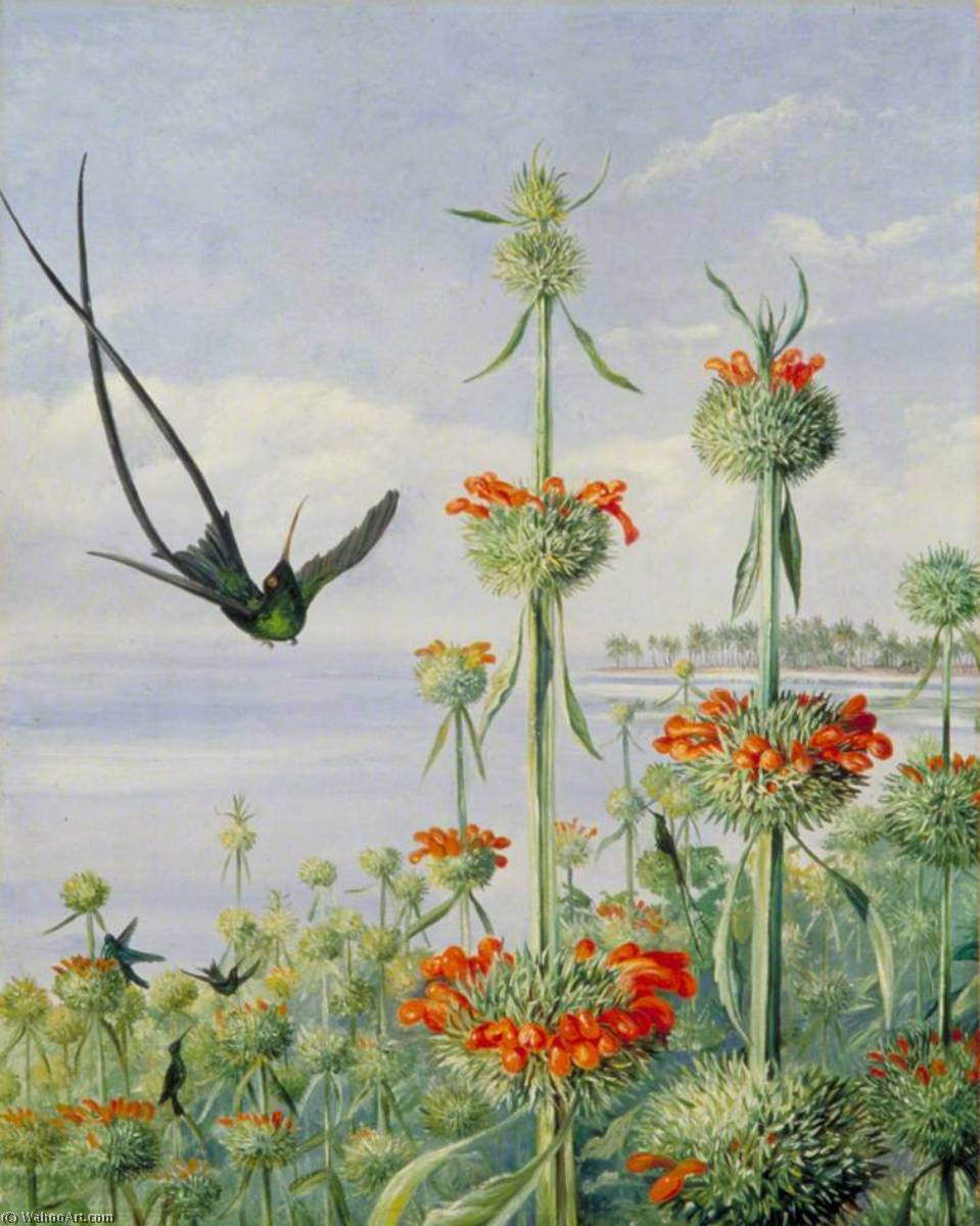 Leonotis Nepetaefolia Y Colibríes Doctor, Jamaica — Marianne North