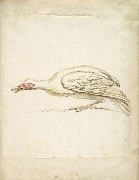 Hunching Duck In Profile To The Left — Jean-baptiste Oudry
