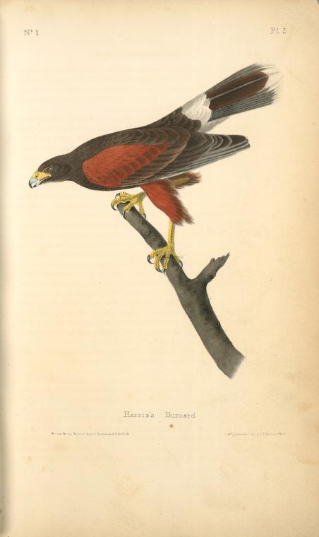 Harris's Buzzard — Джон Јејмс Одобон