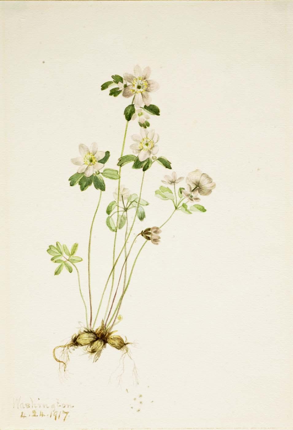 Anemonella (syndesmon Thalictroides) — Mary Vaux Walcott