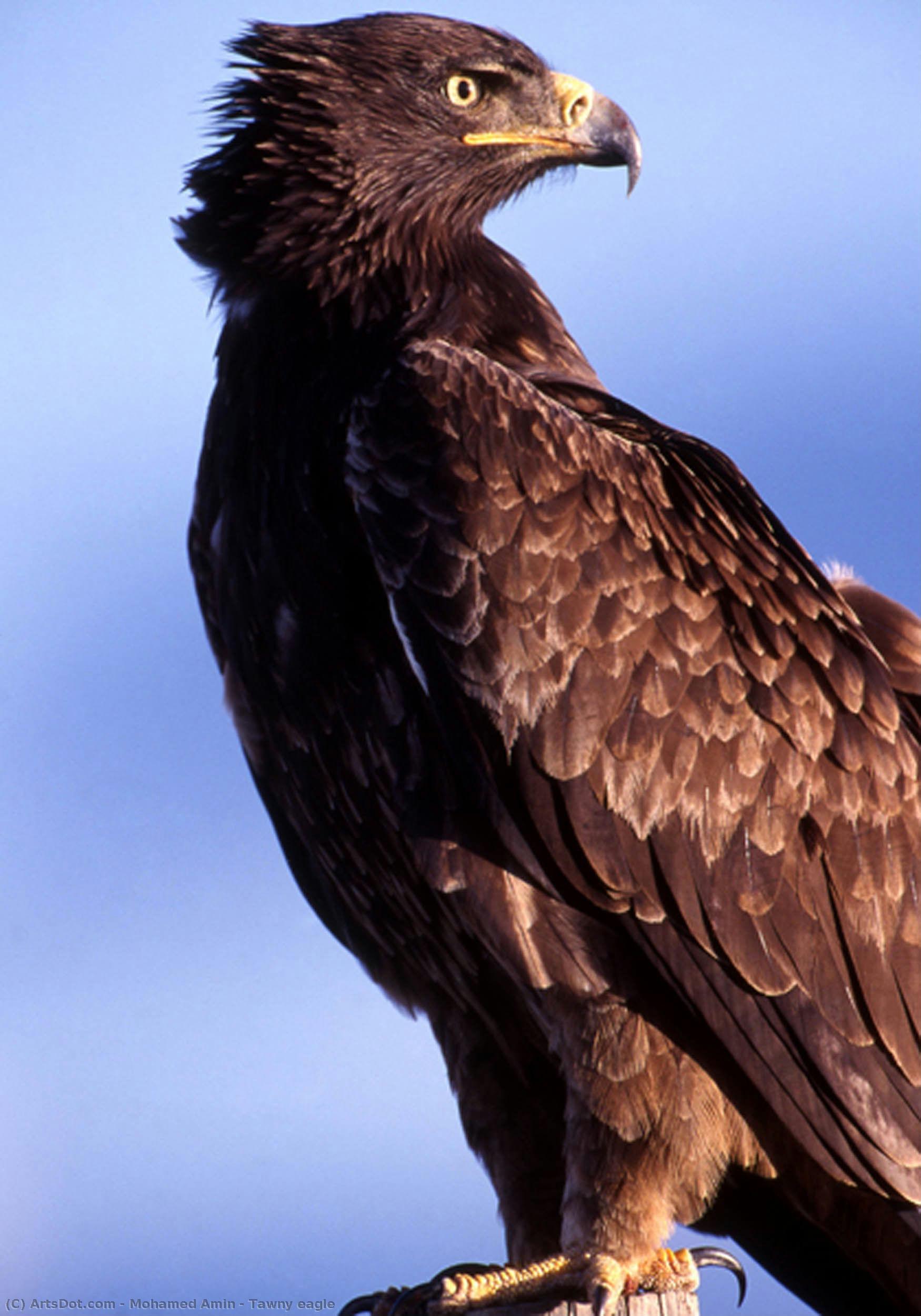 Tawny Eagle — モハメド・アミン