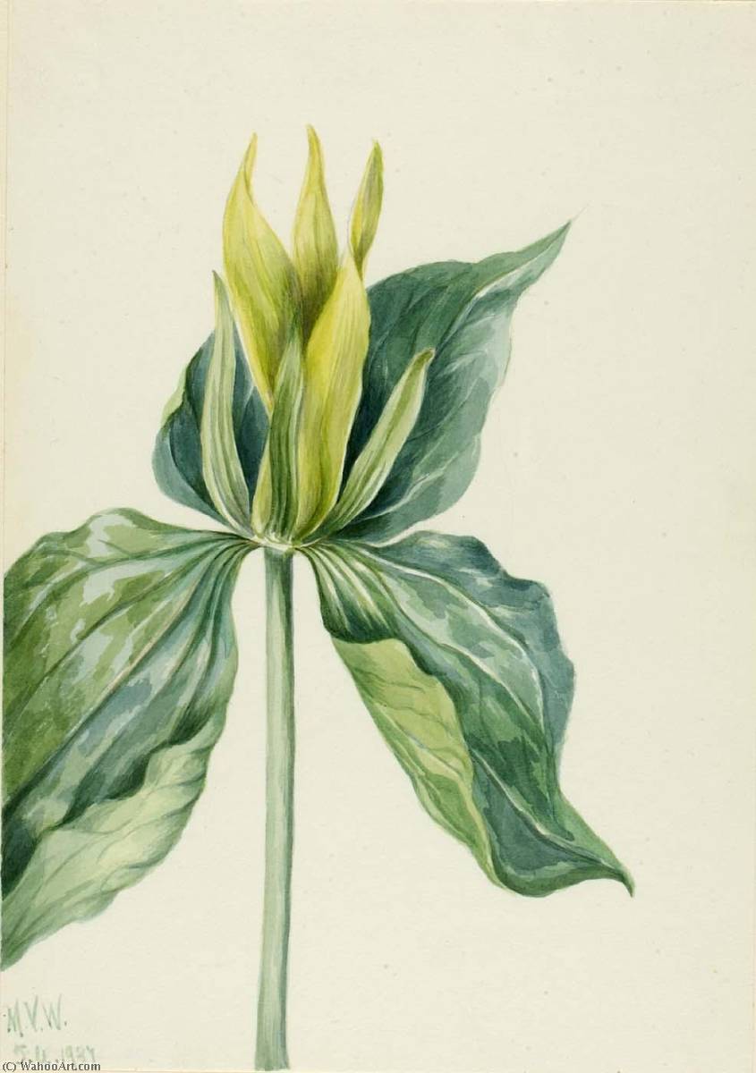 Wake Robin (trillium Underwoodii) — Mary Vaux Walcott