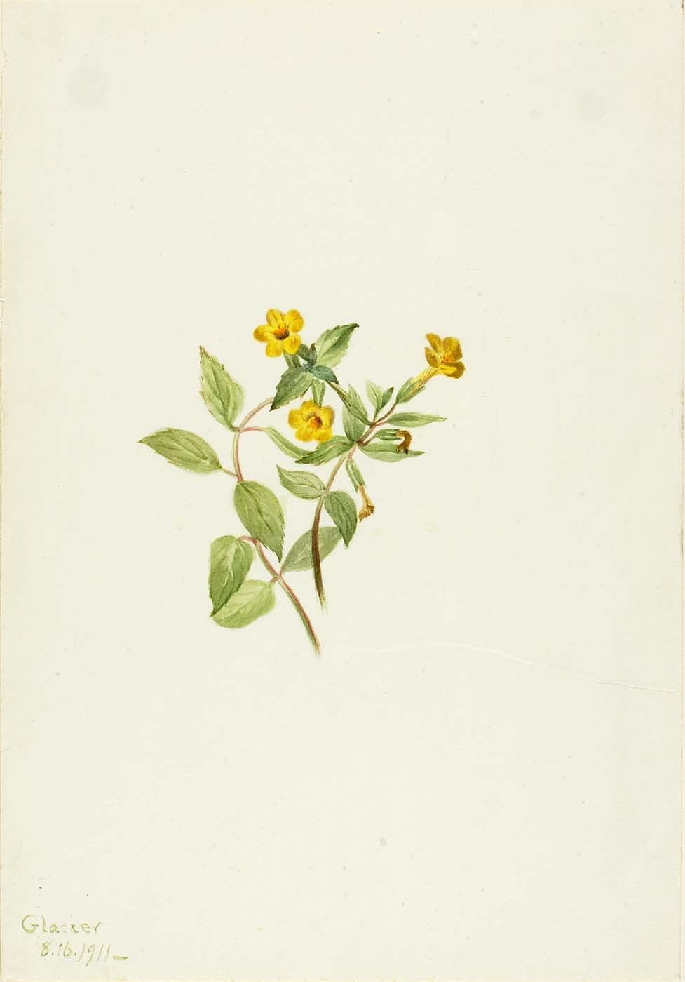 Musk Flower (mimulus Moschatus) — Mary Morris Vaux Walcott