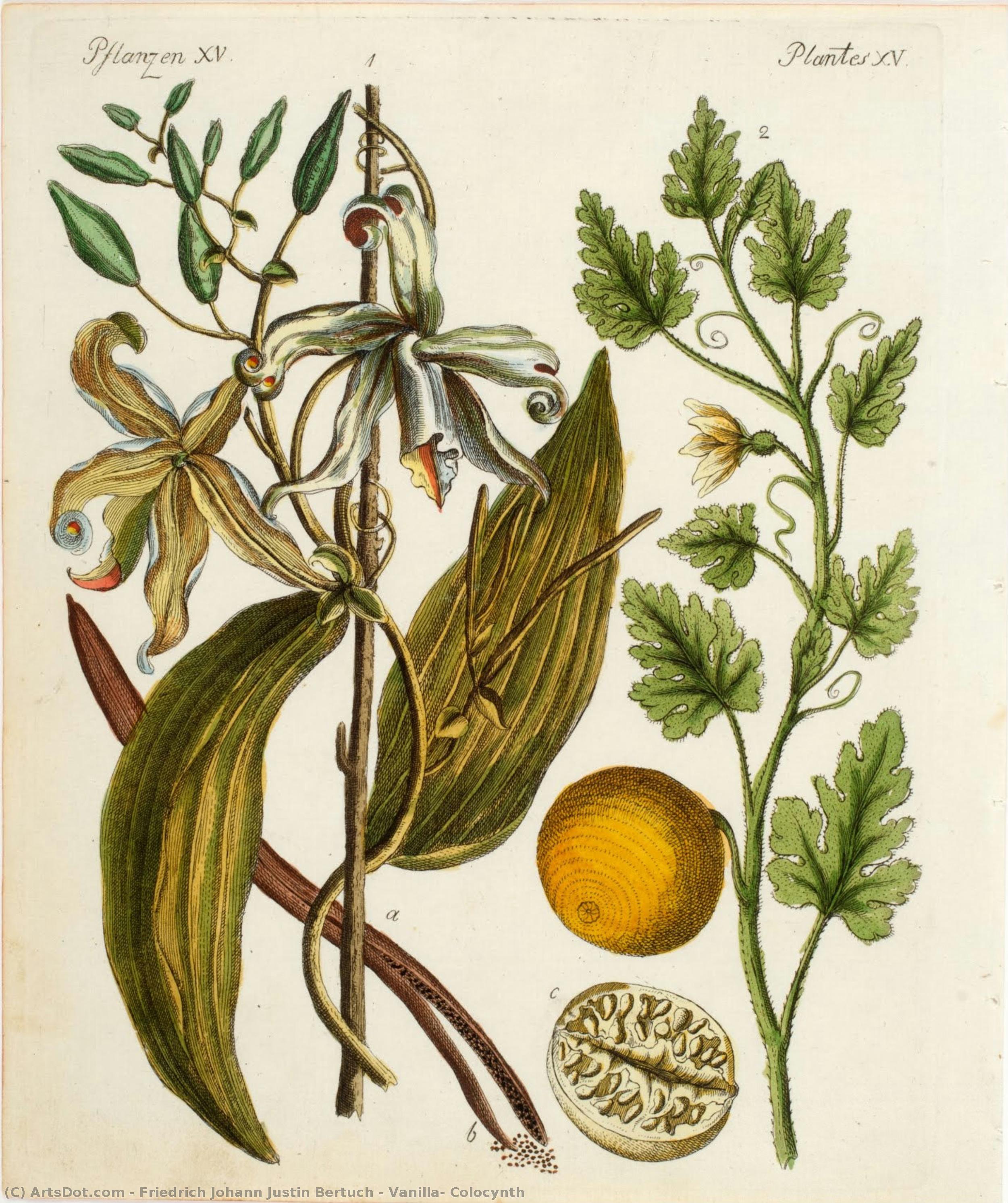 Vanilla, Colocynth — Friedrich Johann Justin Bertuch