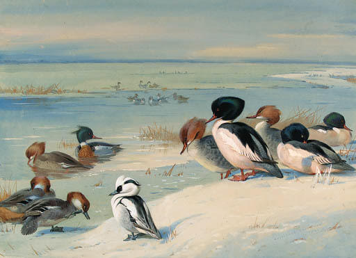 Goosander, Merganser And A Smew At The Water's Edge — Archibald Thorburn