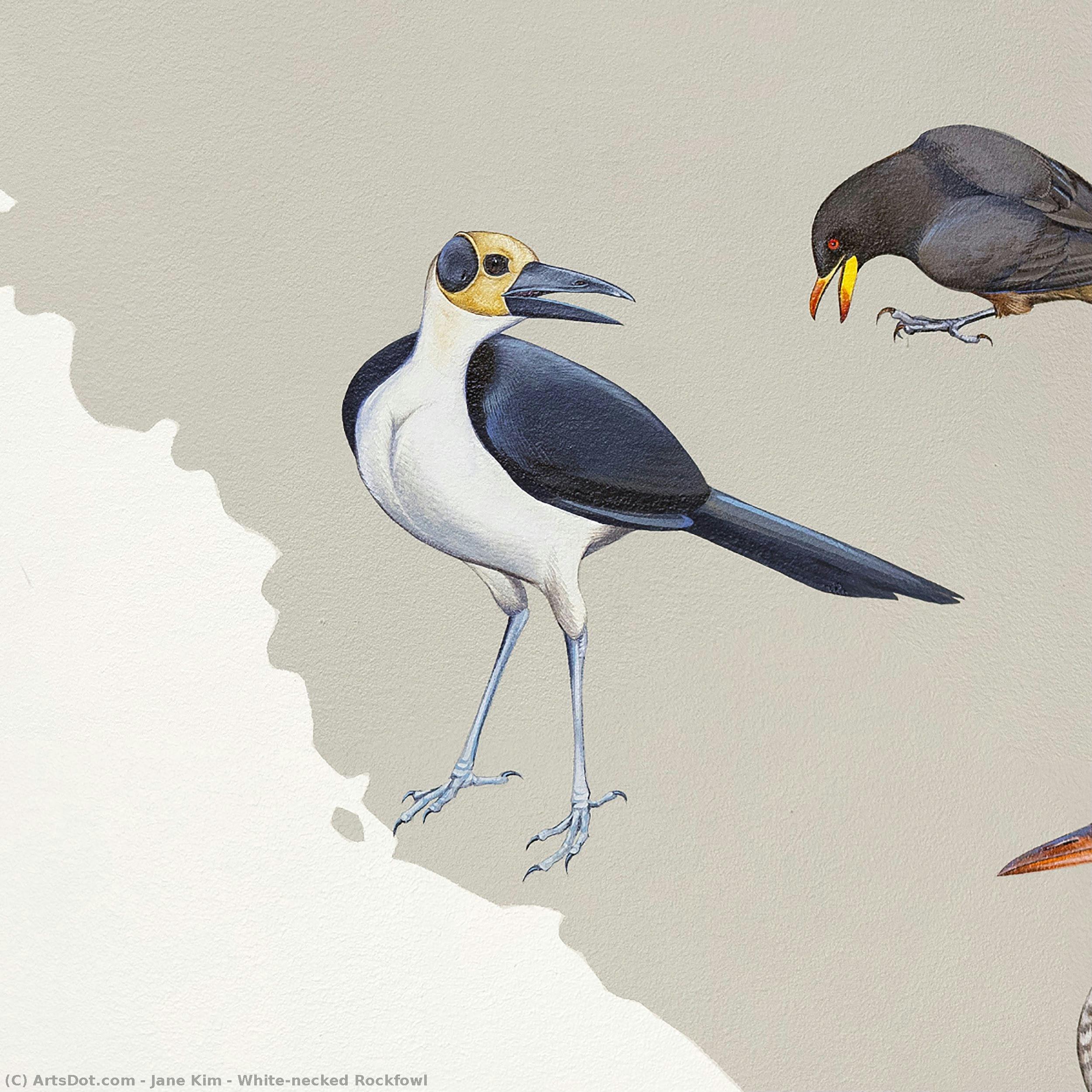 White-necked Rockfowl — ジェーン・キム