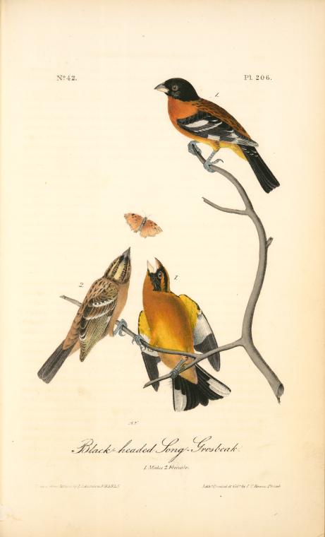 Black-headed Song-grosbeak. 1. Males. 2. Female. 3. Young Male. (ground Hemlok. Taxus Canadensis.) — John James Audubon