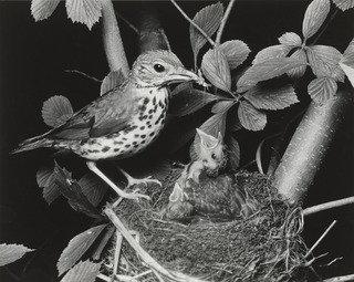Wood Thrush — エリオット・ポーター