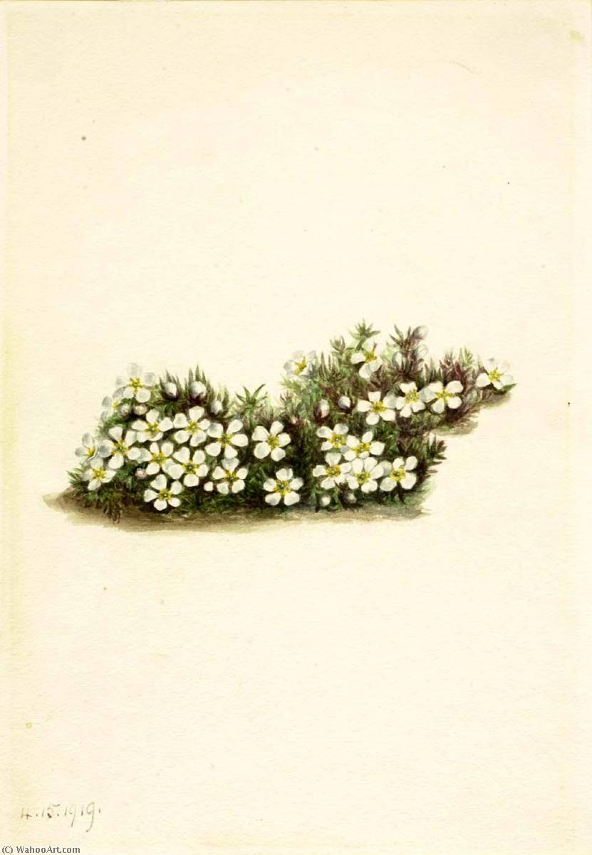 Pyxie (pyxidanthera Barbulata) — Mary Vaux Walcott
