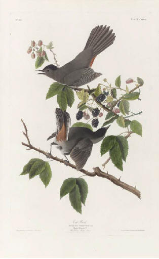 Cat Bird — Robert Havell