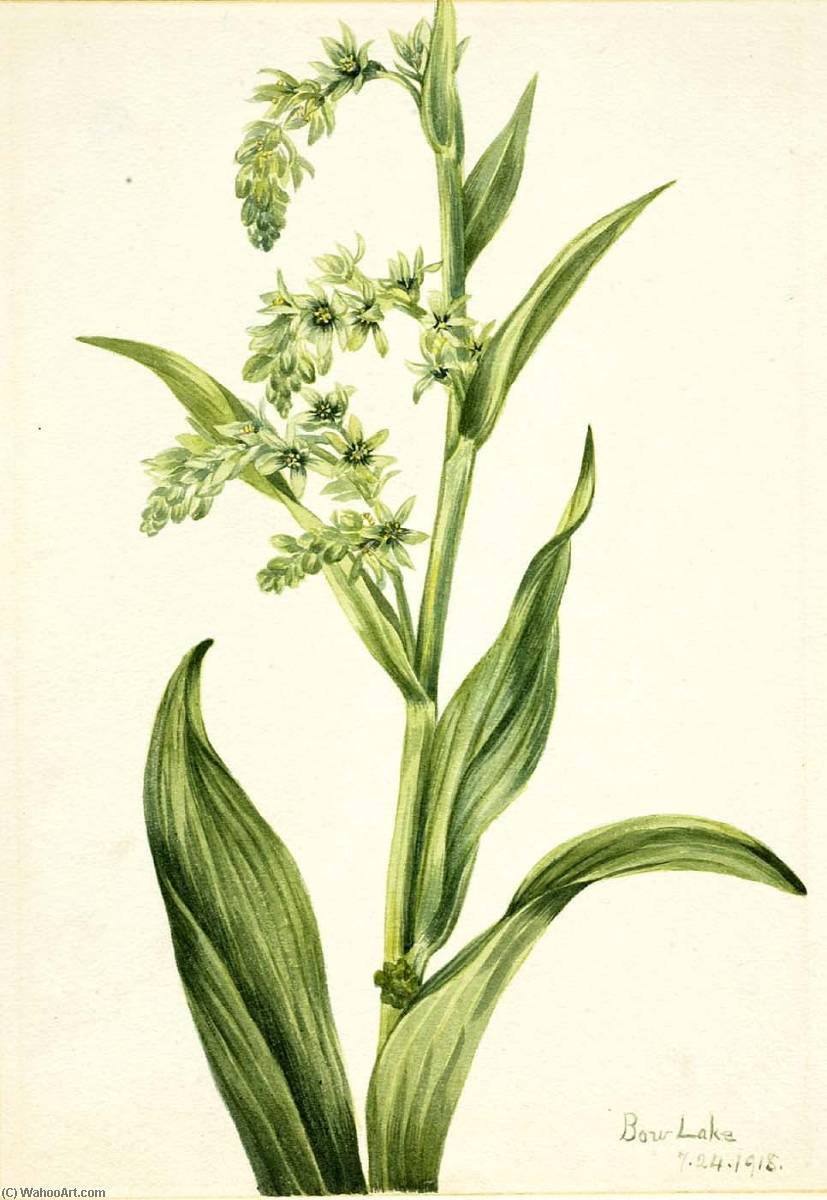 Green Bear Cabbage (veratrum Viride) — Mary Morris Vaux Walcott