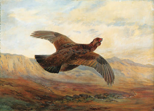 A Red Grouse In Flight Above Moorland — Archibald Thorburn