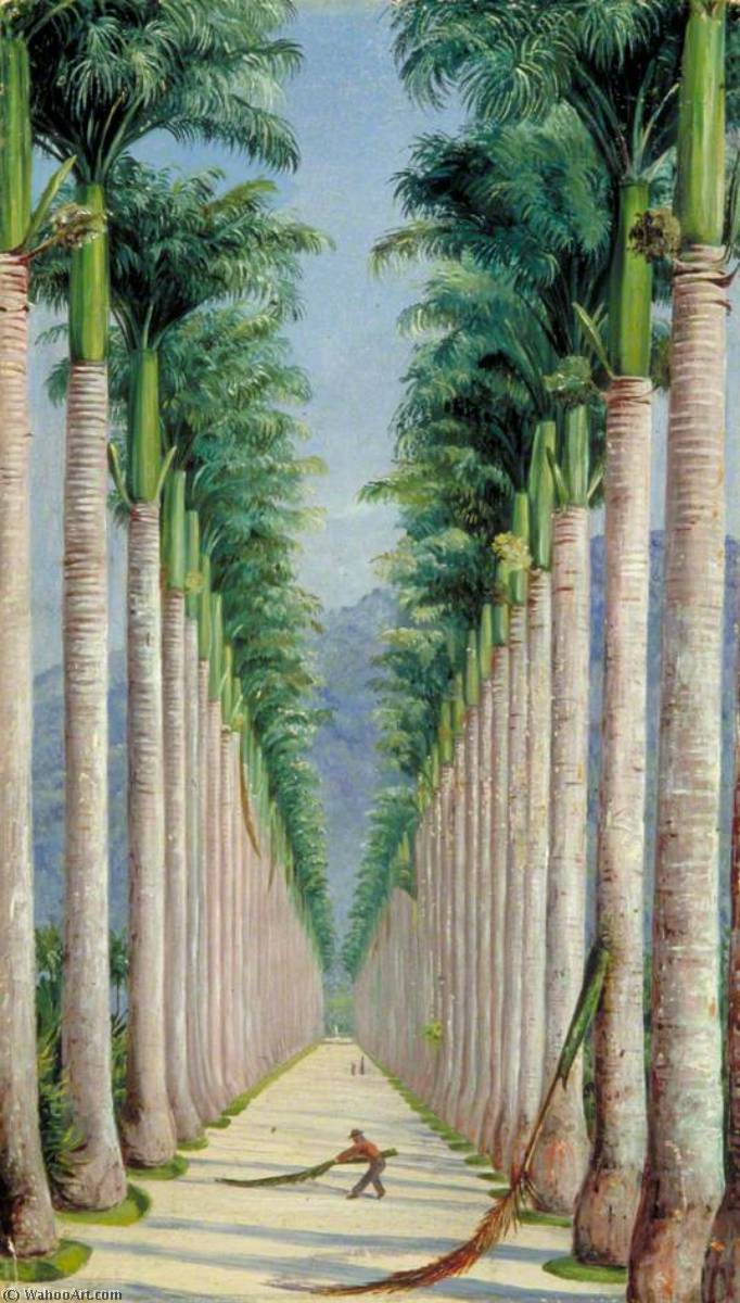 Allee Der Königspalmen In Botafogo, Brasilien — Marianne North