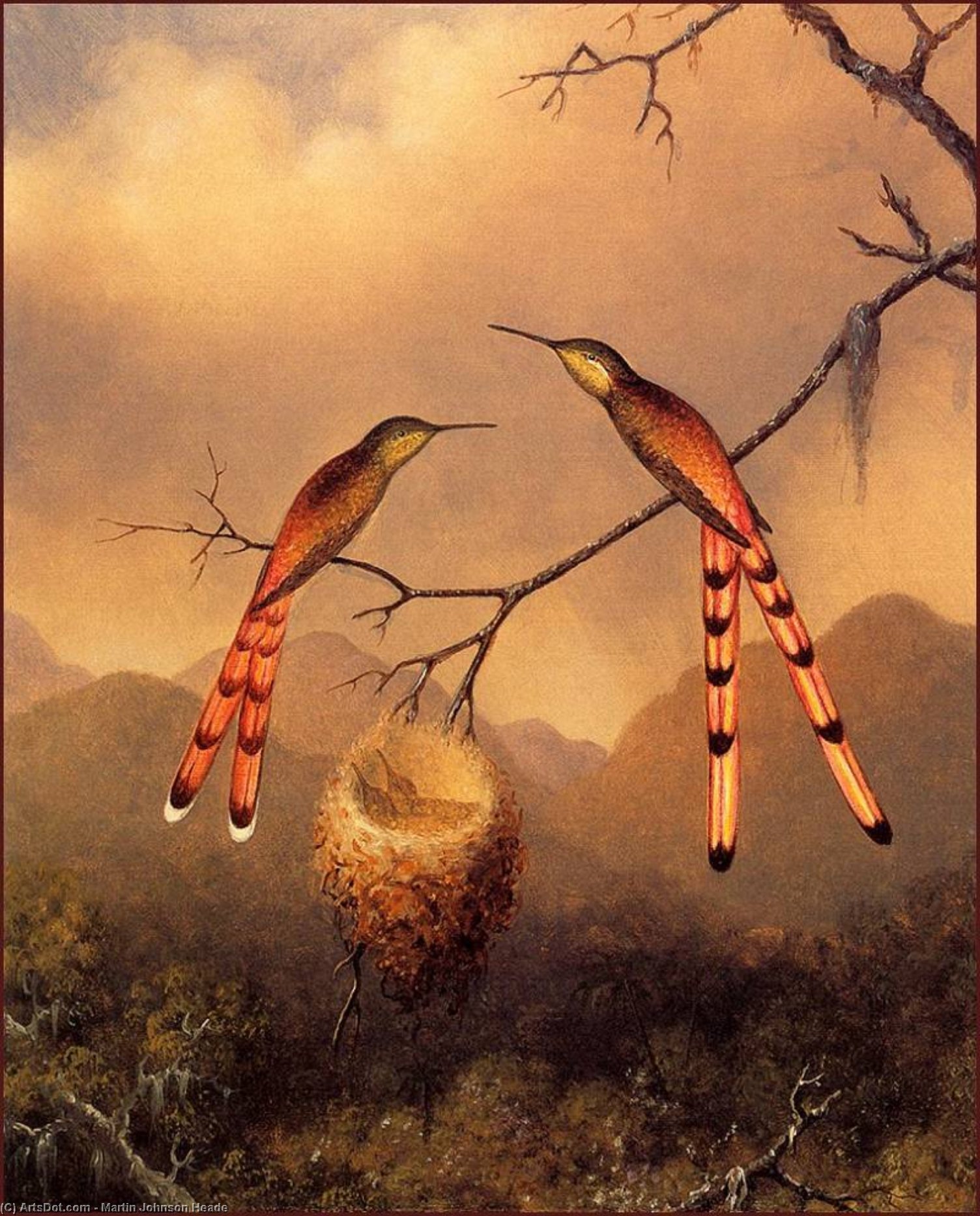 Two Hummingbirds With Young — マーティン・ジョンソン・ヒーデ