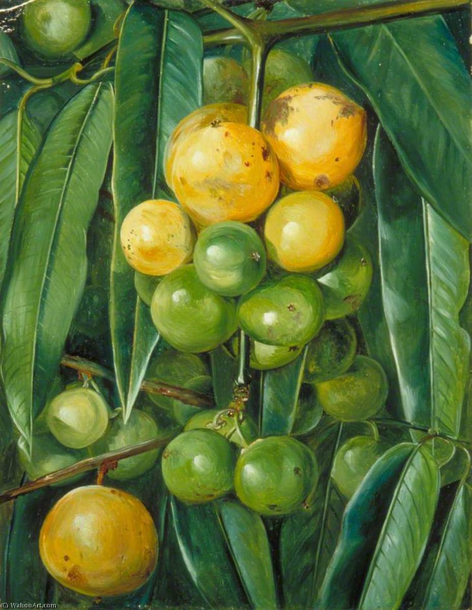 Foliage And Fruit Of The Gourka Or Goraka, Of India — Marijana Nort