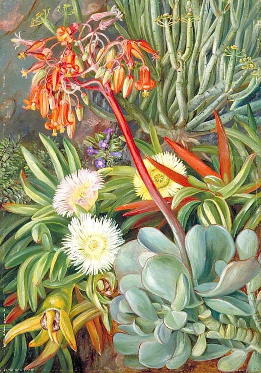 The Hottentot Fig And Other Succulents From The Karroo — Marianne North