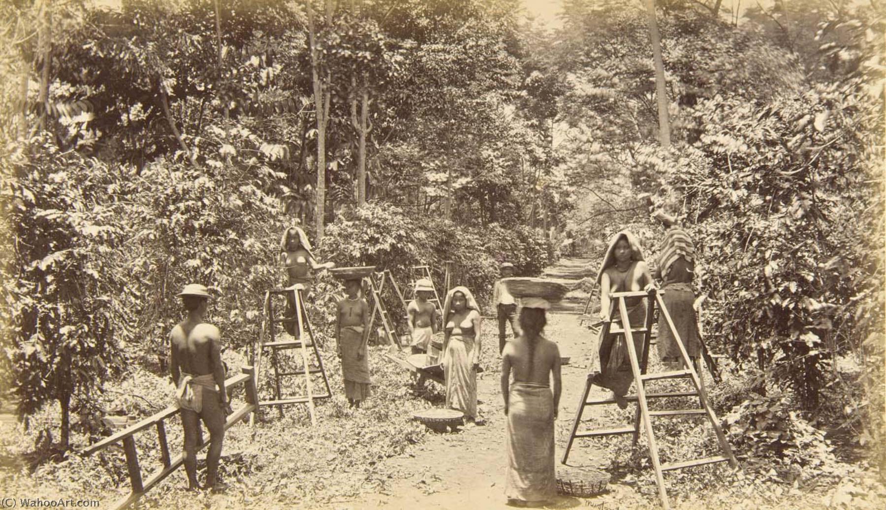 Coffee Harvesting At San Isidro Elevation 1000 Feet, Guatemala — Eadweard J Muybridge