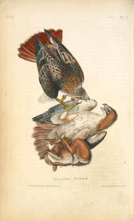 Red-tailed Buzzard — Джон Джеймс Одюбон