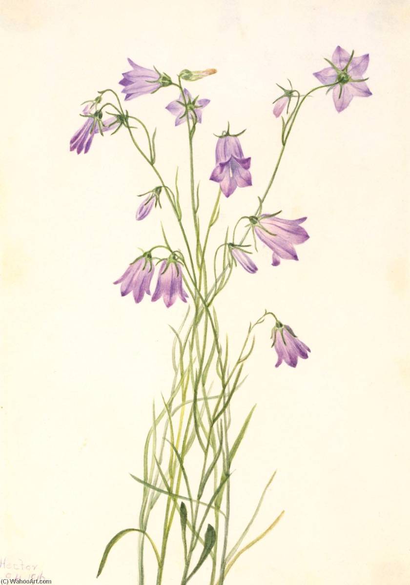Harebell (campanula Rotundifolia) — Mary Vaux Walcott