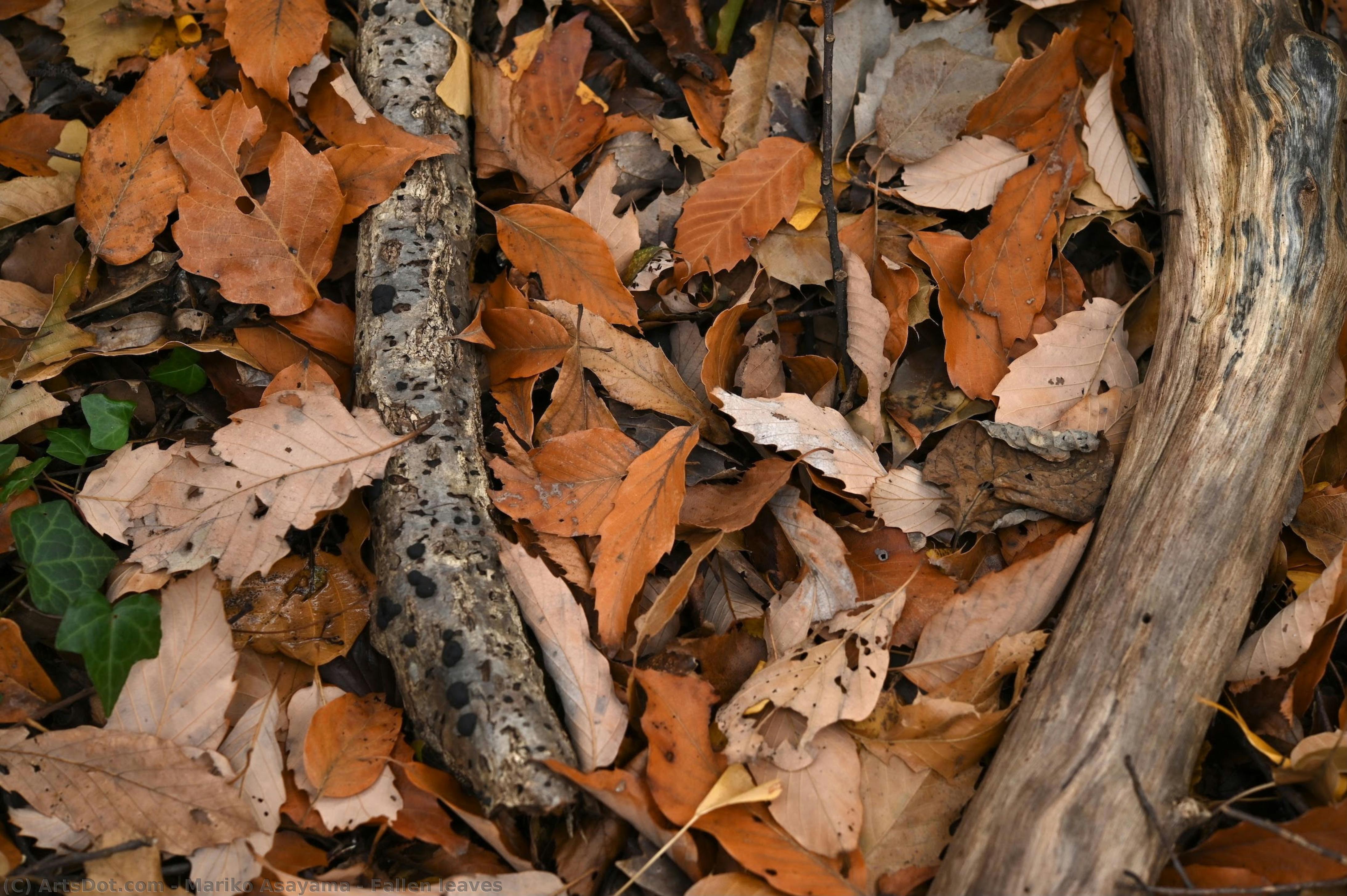 Fallen Leaves — Mariko Asayama