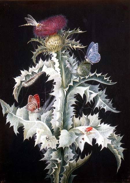 A Study Of A Thistle With Insects — Barbara Regina Dietzsch