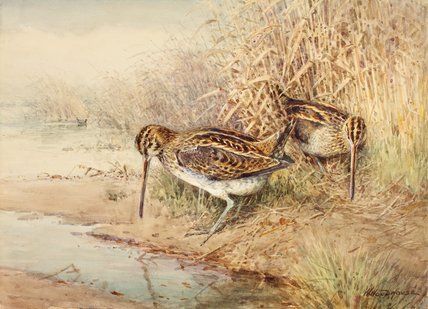 Snipe — William Arnold Woodhouse