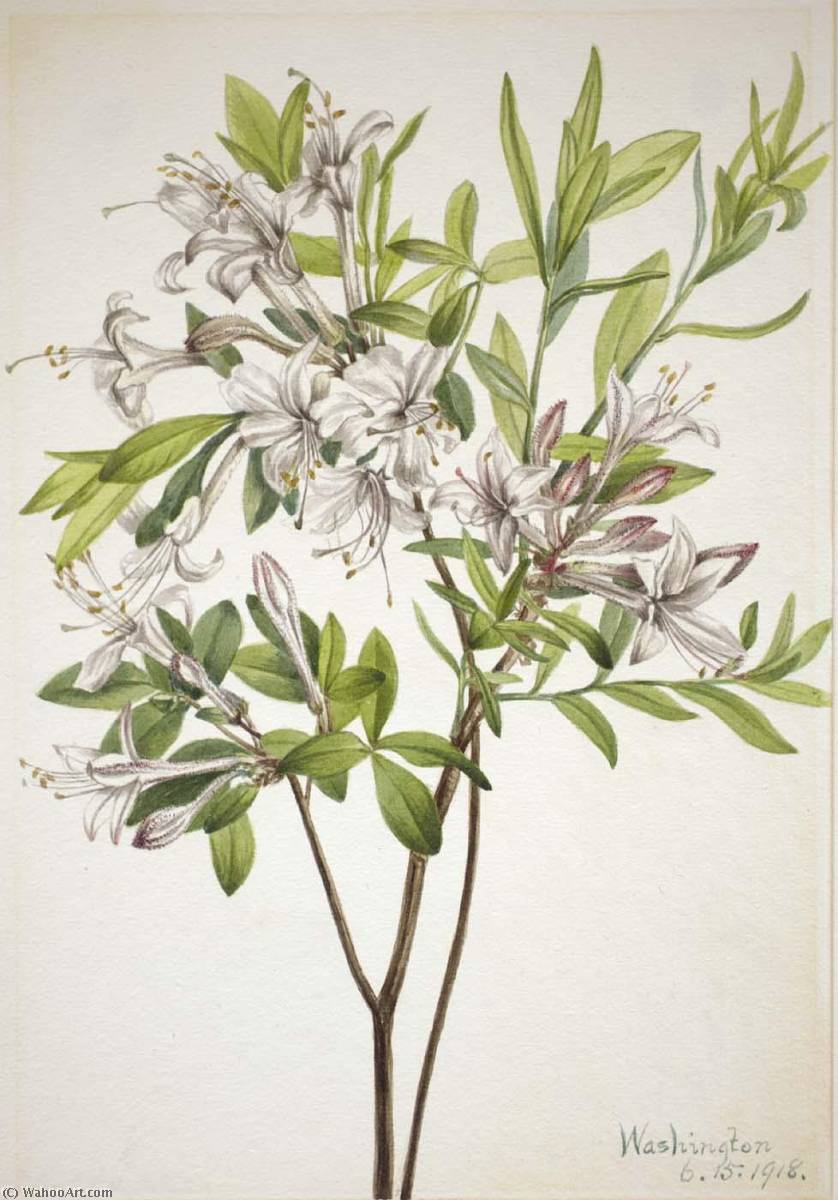 Swamp Azalea (azalea Viscosa) — Mary Vaux Walcott