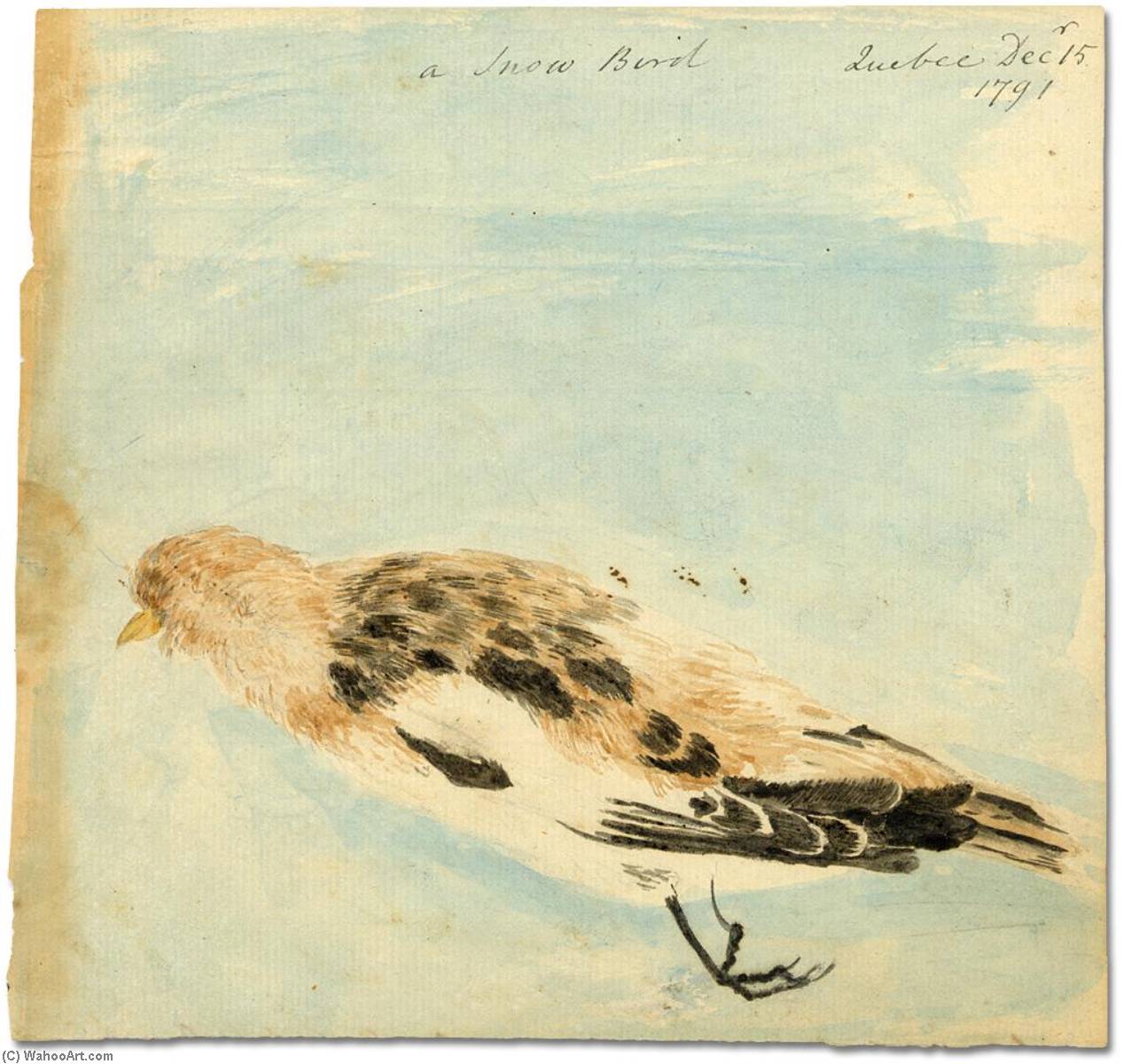 Untitled (aqrp77) — Elizabeth Simcoe