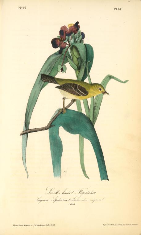 Small-headed Flycatcher. Male. (virginian Spider-wort. Tradescantia Virginica.) — John James Audubon